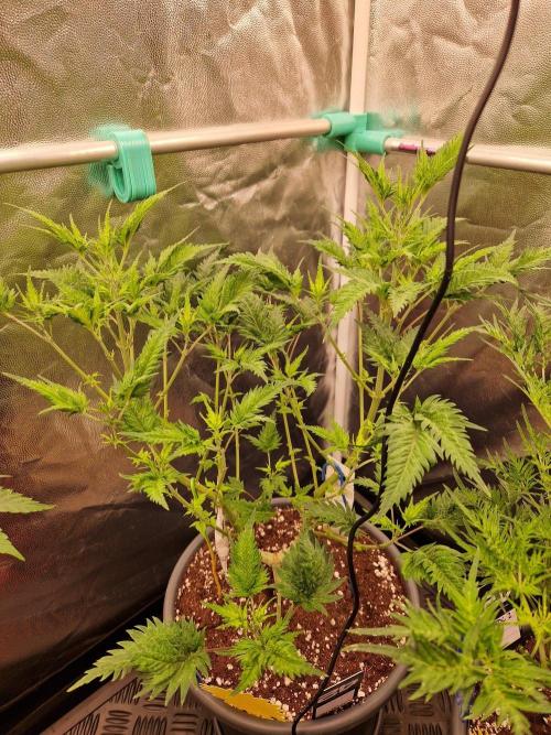 Mentha de Croco Fern Type Pheno #1. Week 12 - 20.09.26