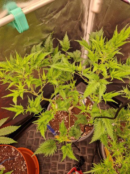 Mentha de Croco Fern Type Pheno #1. Week 12 - 20.09.26