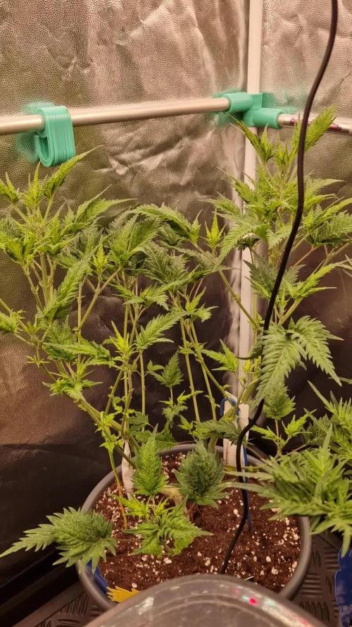 Mentha de Croco Fern Type Pheno #1