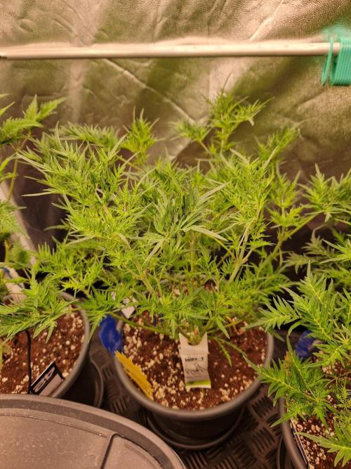 Mentha de Croco Fern Type Pheno #2. Week 12 - 20.09.26 
