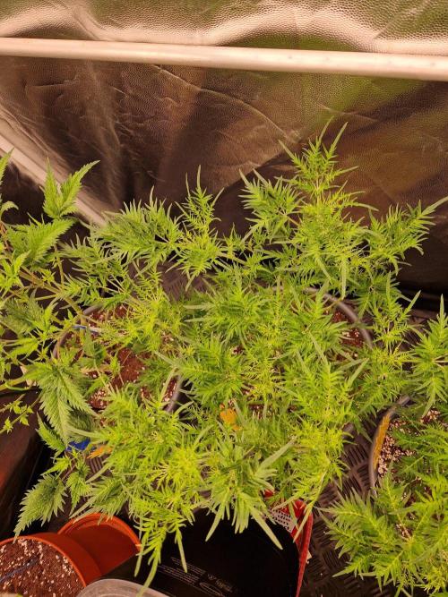 Mentha de Croco Fern Type Pheno #2. Week 12 - 20.09.26 