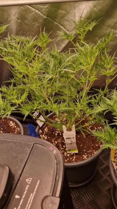 Mentha de Croco Fern Type Pheno #2