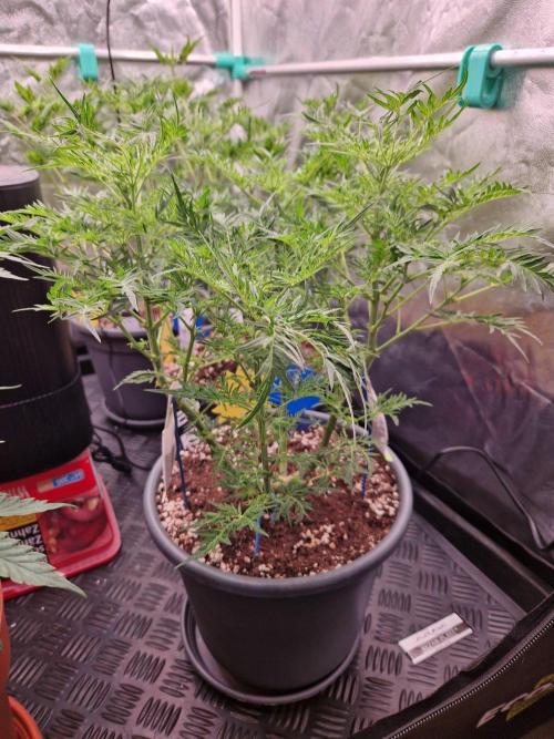Mentha de Croco Fern Type Pheno #3. Week 12 - 20.09.26 