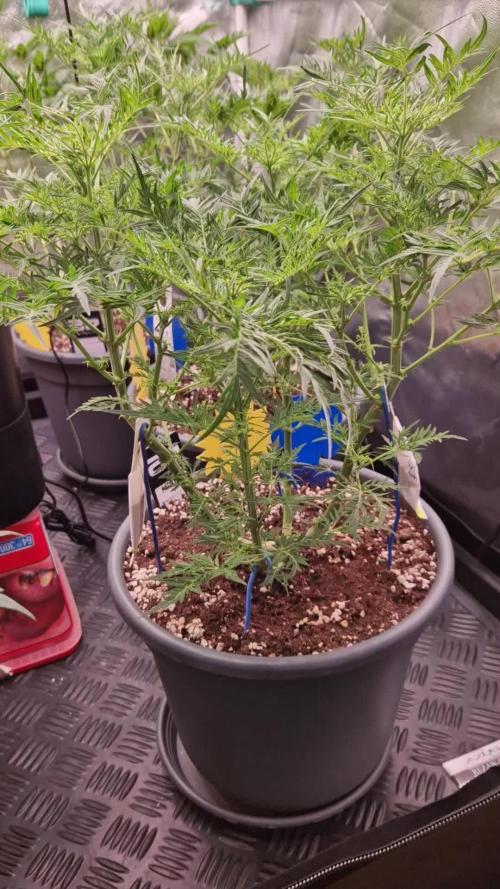 Mentha de Croco Fern Type Pheno #3