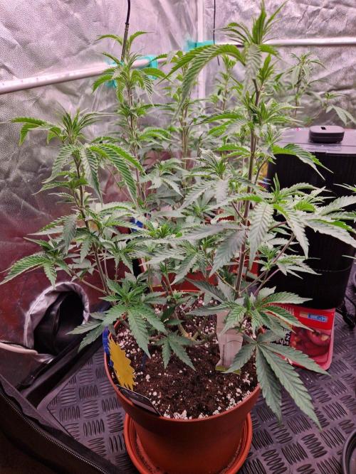 Super Double Cherry. Week 12 - 20.09.26 