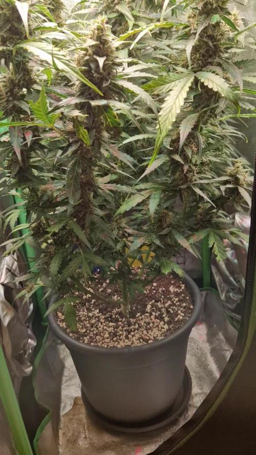 Deep Jealousy Auto