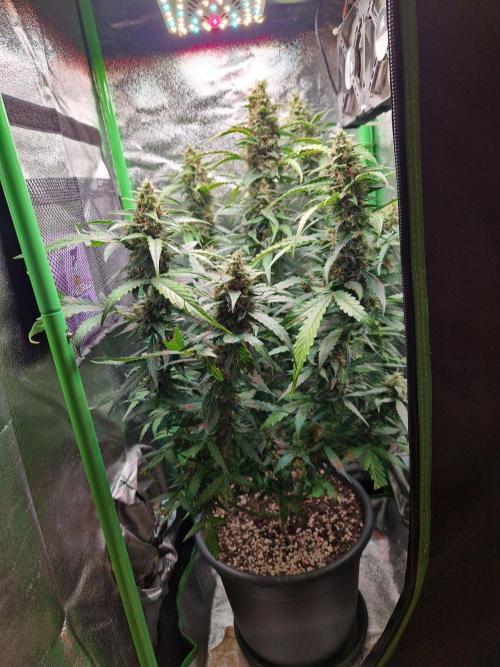 Deep Jealousy Auto. Week 10 - 20.09.26 