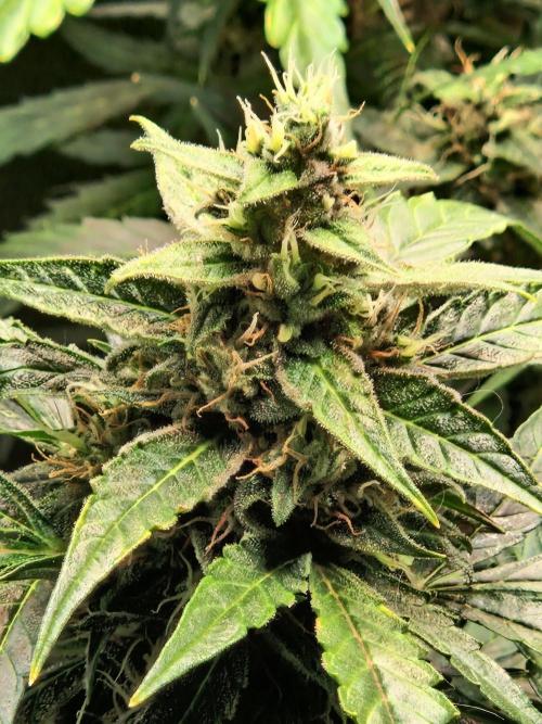 Deep Jealousy Auto. Week 10 - 20.09.26 