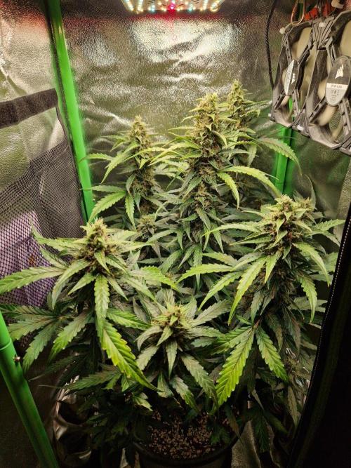 Deep Jealousy Auto. Week 10 - 20.09.26 