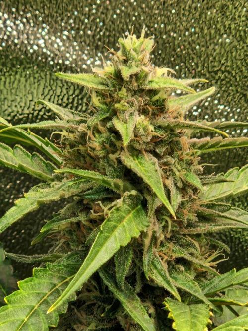 Deep Jealousy Auto. Week 10 - 20.09.26 