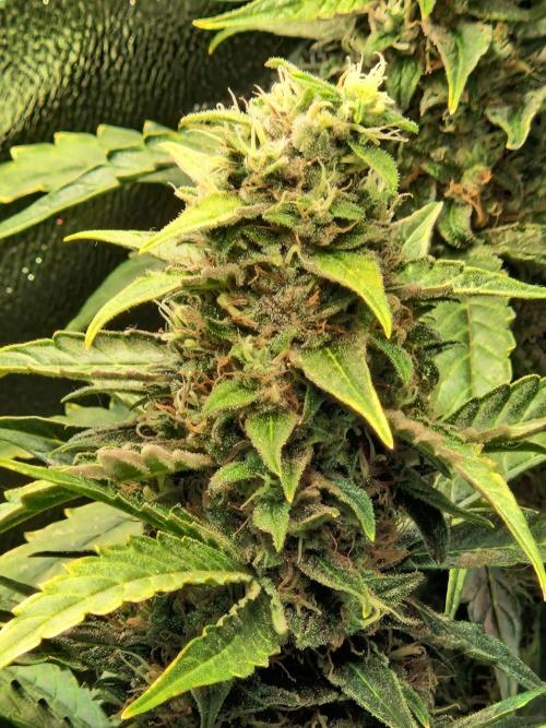 Deep Jealousy Auto. Week 10 - 20.09.26 