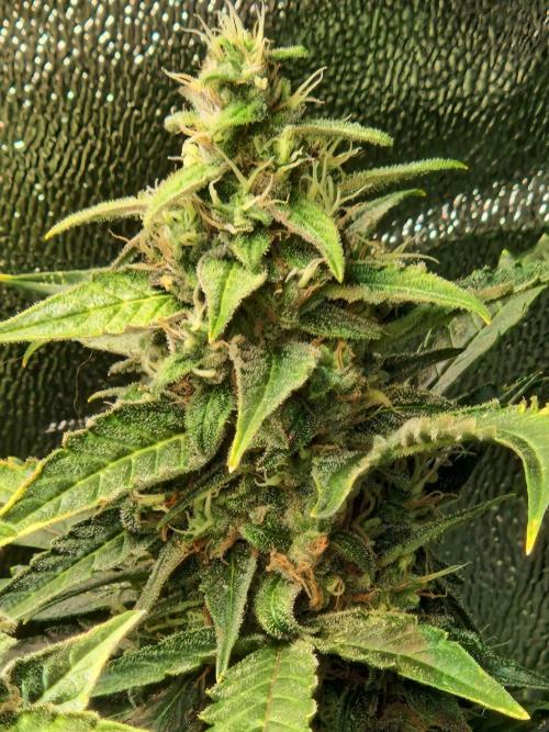 Deep Jealousy Auto. Week 10 - 20.09.26 