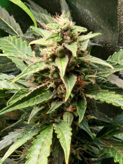 Deep Jealousy Auto. Week 10 - 20.09.26 