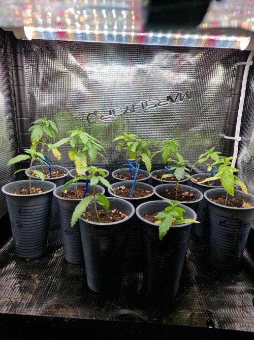 Sweat Bean OG Regular. Week 3 - 20.09.26 