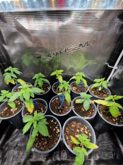 Sweat Bean OG Regular. Week 3 - 20.09.26 