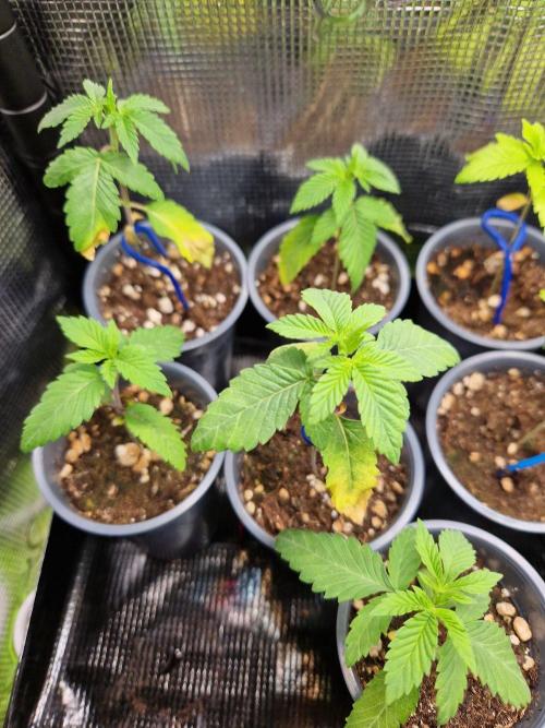 Sweat Bean OG Regular. Week 3 - 20.09.26 