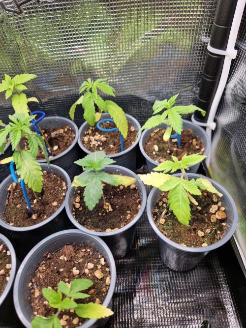 Sweat Bean OG Regular. Week 3 - 20.09.26 