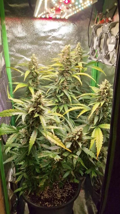 Deep Jealousy Auto