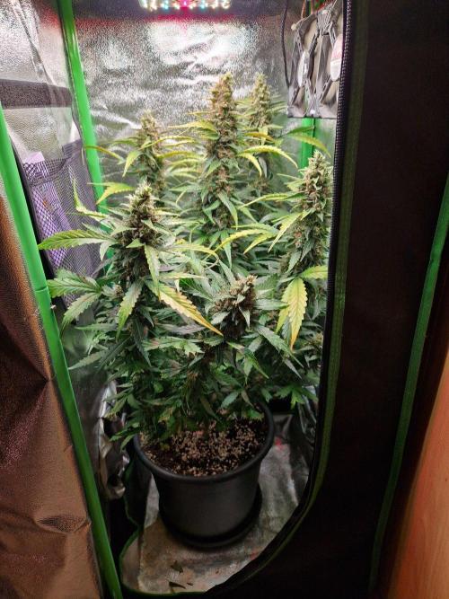 Deep Jealousy Auto. Week 11 - 26.09.26 