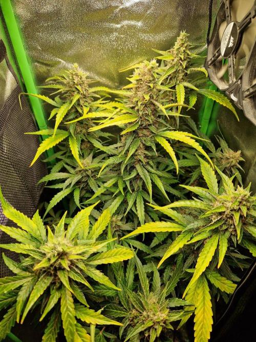 Deep Jealousy Auto. Week 11 - 26.09.26 
