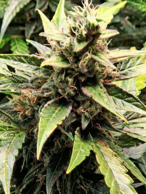 Deep Jealousy Auto. Week 11 - 26.09.26 
