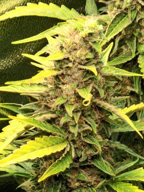 Deep Jealousy Auto. Week 11 - 26.09.26 
