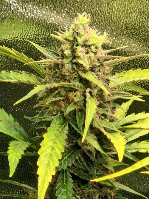 Deep Jealousy Auto. Week 11 - 26.09.26 