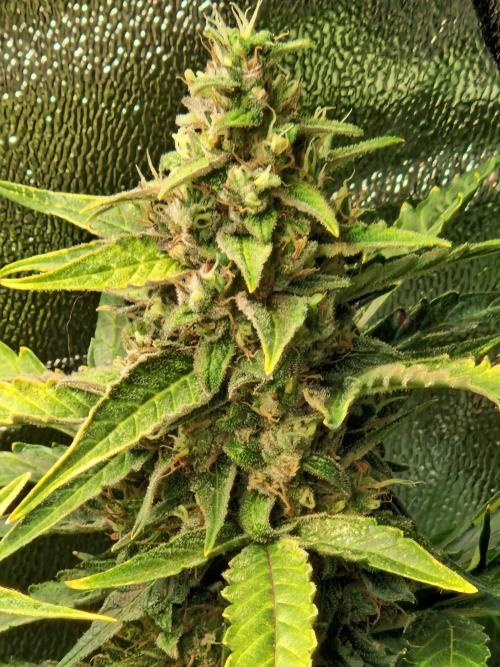 Deep Jealousy Auto. Week 11 - 26.09.26 