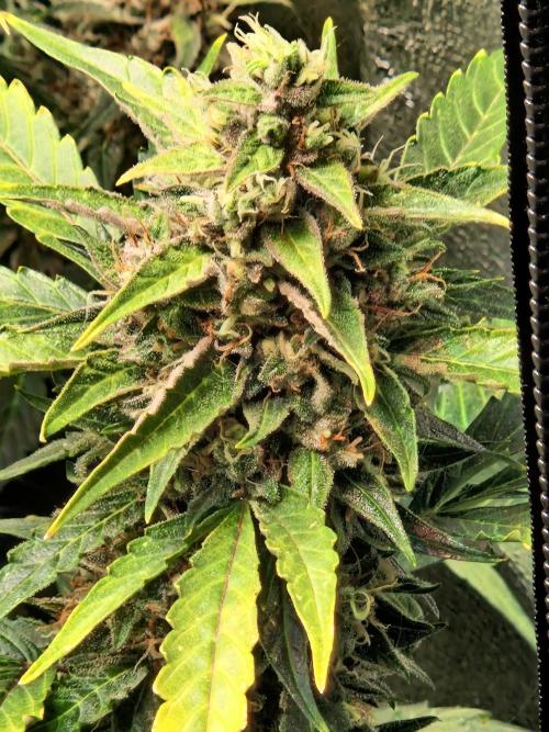 Deep Jealousy Auto. Week 11 - 26.09.26 