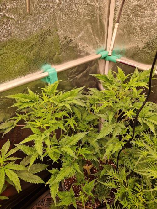 Mentha de Croco Fern Type Pheno #1. Week 13 - 26.09.26 