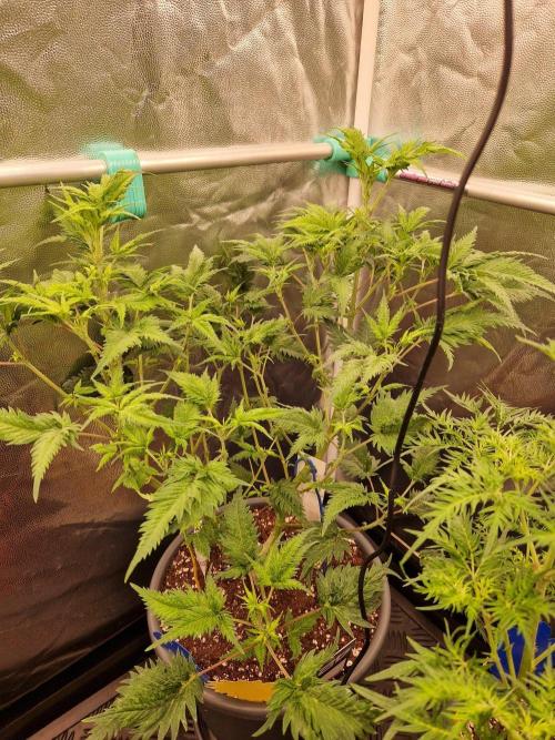 Mentha de Croco Fern Type Pheno #1. Week 13 - 26.09.26 