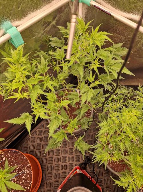 Mentha de Croco Fern Type Pheno #1. Week 13 - 26.09.26 