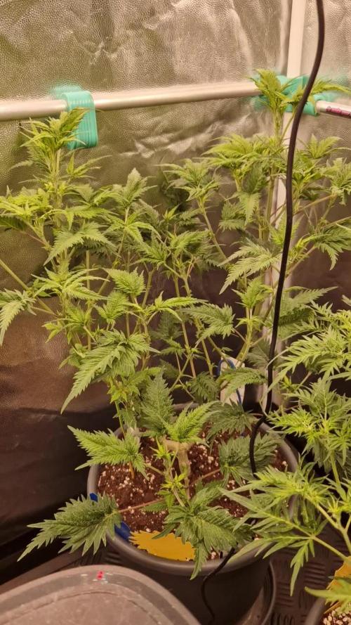 Mentha de Croco Fern Type Pheno #1