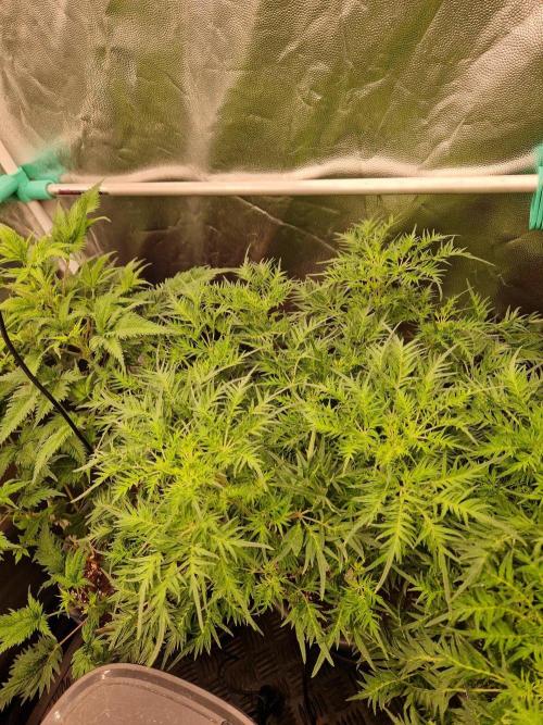 Mentha de Croco Fern Type Pheno #2. Week 13 - 26.09.26 