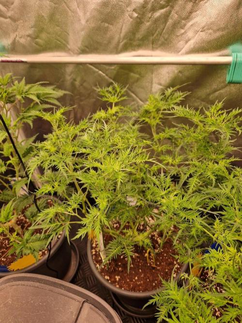 Mentha de Croco Fern Type Pheno #2. Week 13 - 26.09.26 