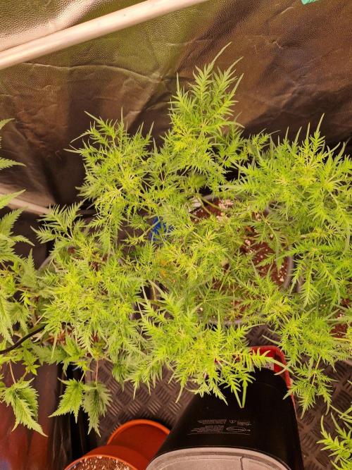 Mentha de Croco Fern Type Pheno #2. Week 13 - 26.09.26 