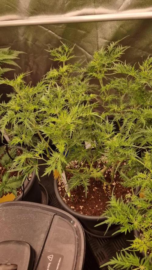 Mentha de Croco Fern Type Pheno #2
