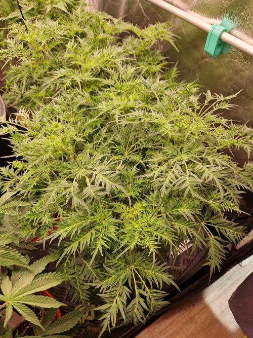 Mentha de Croco Fern Type Pheno #3. Week 13 - 26.09.26 