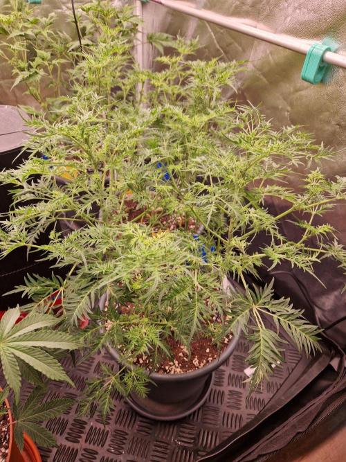 Mentha de Croco Fern Type Pheno #3. Week 13 - 26.09.26 