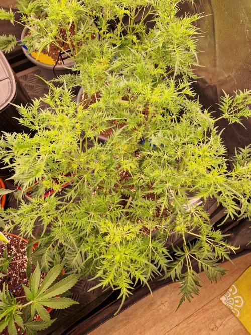Mentha de Croco Fern Type Pheno #3. Week 13 - 26.09.26 