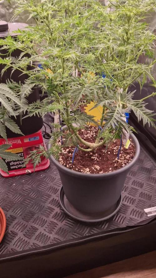 Mentha de Croco Fern Type Pheno #3