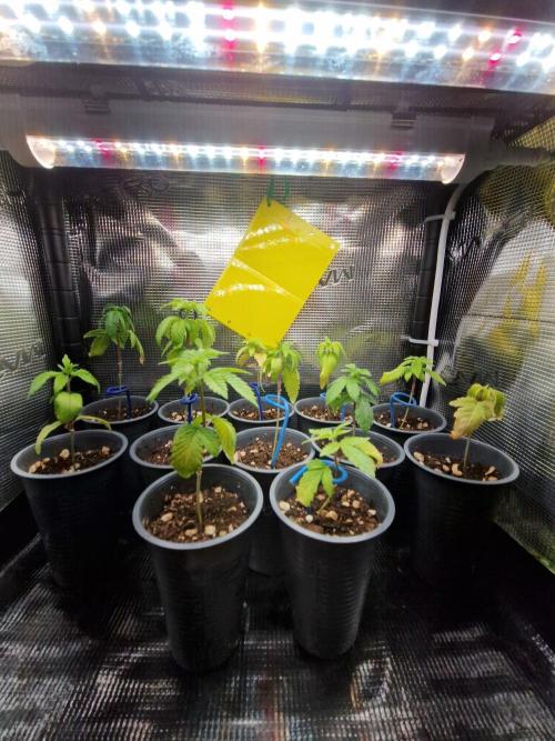 Sweat Bean OG Regular. Week 4 - 28.09.26