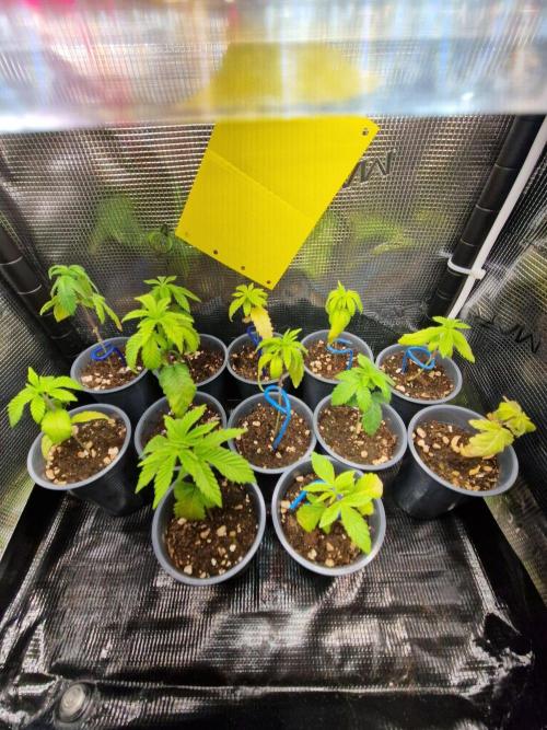 Sweat Bean OG Regular. Week 4 - 28.09.26