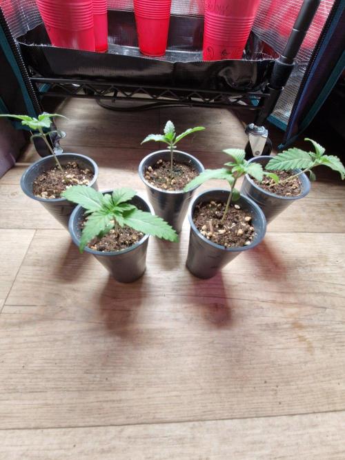 Light-Mix. Week 2