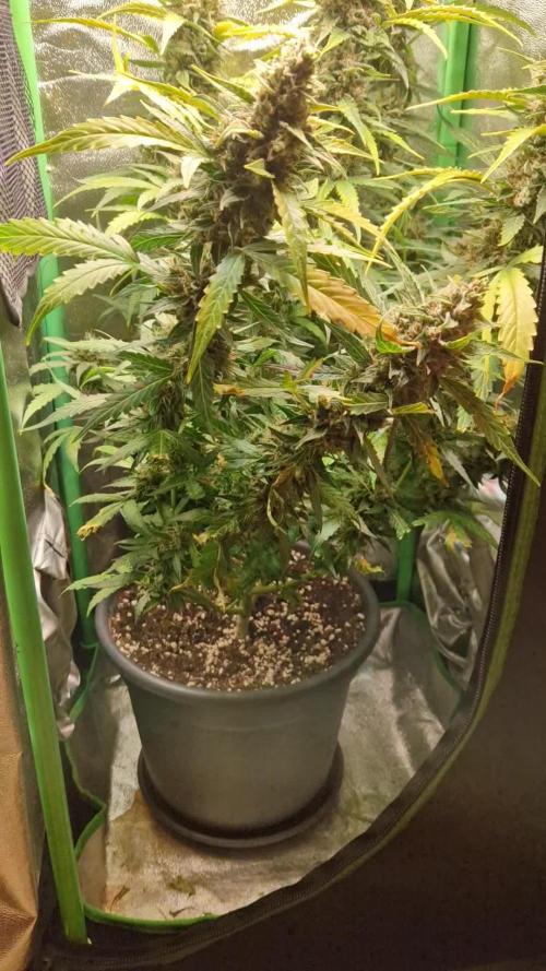 Deep Jealousy Auto