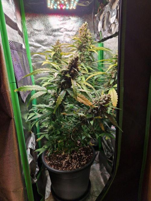 Deep Jealousy Auto. Week 12 - 02.10.26