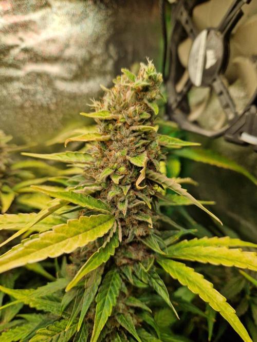 Deep Jealousy Auto. Week 12 - 02.10.26