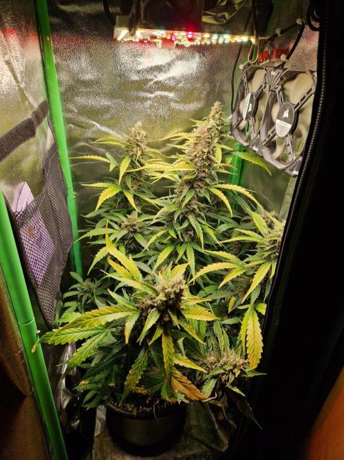 Deep Jealousy Auto. Week 12 - 02.10.26