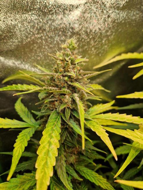 Deep Jealousy Auto. Week 12 - 02.10.26 