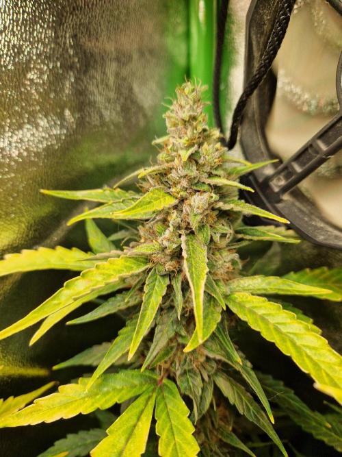 Deep Jealousy Auto. Week 12 - 02.10.26 